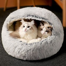 Pet dog cat for sale  NORTHAMPTON