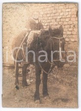 1900 costume italia usato  Milano