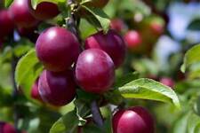 Juicy delicious purple for sale  ROCHDALE