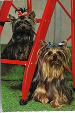 "Two dogs" Modern German photo postcard 1970s comprar usado  Enviando para Brazil