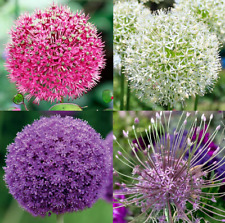 Kugellauch allium zierlauch gebraucht kaufen  Guben