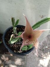 Plant carrion stapelia for sale  Penitas