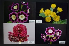 Primula auriculas matthew for sale  PLYMOUTH