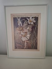 Narcissus fairy cicely for sale  MANCHESTER