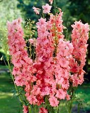 Delphinium astolat larkspur for sale  LONDON