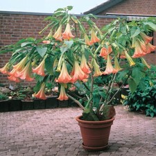 Orange yellow angel for sale  Plant City