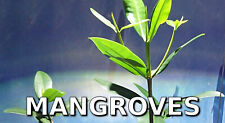 Red mangrove tree for sale  TAUNTON