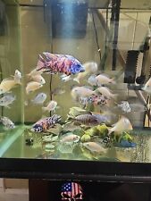 African cichlid live for sale  Hartford