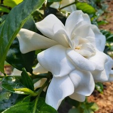 white flowering plant for sale white flowering plant for sale Batesburg