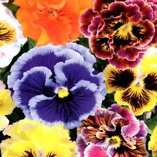 Stiefmütterchen viola mix gebraucht kaufen  Aulendorf