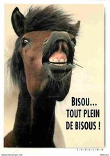 Animals horses humorous d'occasion  Expédié en Belgium