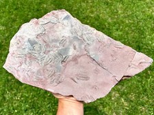 Superb trilobite fossil d'occasion  Expédié en Belgium