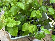 Silver birch saplings for sale  LONDON