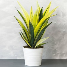 Sansevieria golden flame for sale  UK
