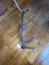 Elk shed antler for sale  Johnstown