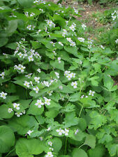 Viola Canadensis Rugulosa, 50 Sementes, W. Canadá Violeta Branca, N. Am. Flor silvestre comprar usado  Enviando para Brazil