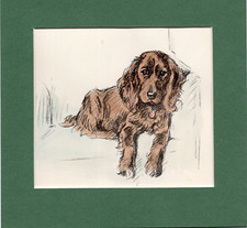 Lucy dawson cocker for sale  SPALDING