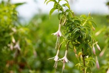 Fuchsia magellanica var gebraucht kaufen  Westerstede