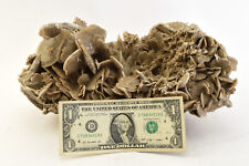 Large desert rose for sale  Philadelphia