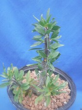Ocotillo fouquieria splendens for sale  Tucson