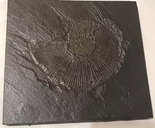 Versteinerungen fossilien ammo gebraucht kaufen  Tübingen