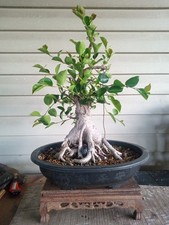 Ficus microcarpa bonsai for sale  Strasburg