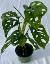 Monstera adansonii 4inch for sale  Tampa