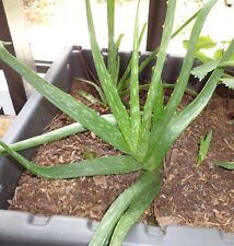 Plants aloe vera for sale  Houston