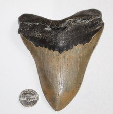 3 28 shark tooth fossil for sale 3 28 shark tooth fossil for sale Wilmington