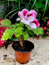Geranium live plant for sale  San Jose