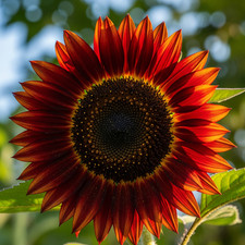 Girasole rouge royale usato  Trappeto