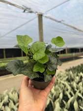 Green ivy plant for sale  Homestead