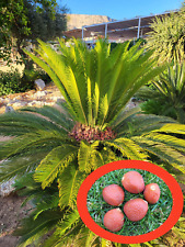 palma cycas usato  Palazzolo sull'Oglio