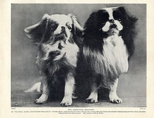 Japanese chin two for sale  COLEFORD