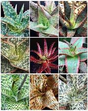 Aloe hybrid mixed for sale  Miami