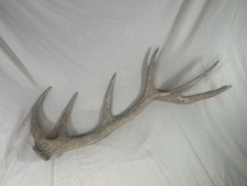 Single deer antler for sale  BEAWORTHY