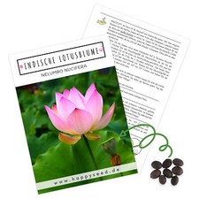 Lotus samen indische gebraucht kaufen  Blomberg