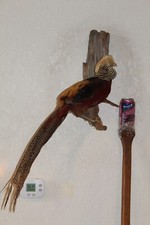 Chinese golden pheasant for sale  Brandon