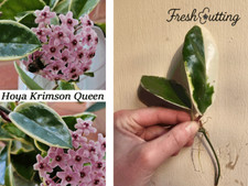 hoya carnosa for sale hoya carnosa for sale SITTINGBOURNE