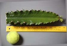 Euphorbia ingens cutting for sale  Lake Forest