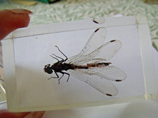 insects resin for sale insects resin for sale FAREHAM