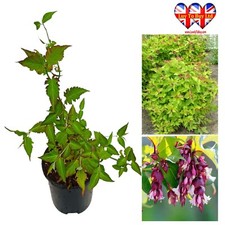 Himalayan honeysuckle leyceste for sale  HUDDERSFIELD