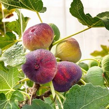 Fico carica little usato  Bologna