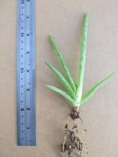 Baby aloe vera for sale  SPALDING