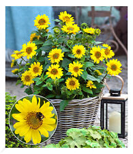 Winterharte sonnenblume suncat gebraucht kaufen  Bensheim