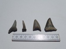 Konvolut isurus hastalis gebraucht kaufen  Stuttgart