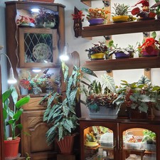 House plants fresh for sale  LANARK