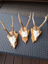 Rehbock reh krickerl gebraucht kaufen Rehbock reh krickerl gebraucht kaufen  München