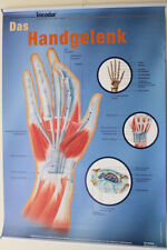Anatomische lehrtafel 3er gebraucht kaufen  Großenbrode