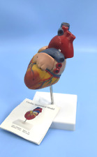 Anatomically correct heart for sale  Whitewater